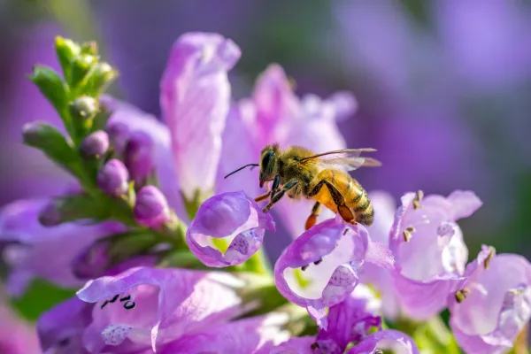 Nos petites abeilles